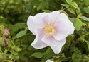 Rosa canina